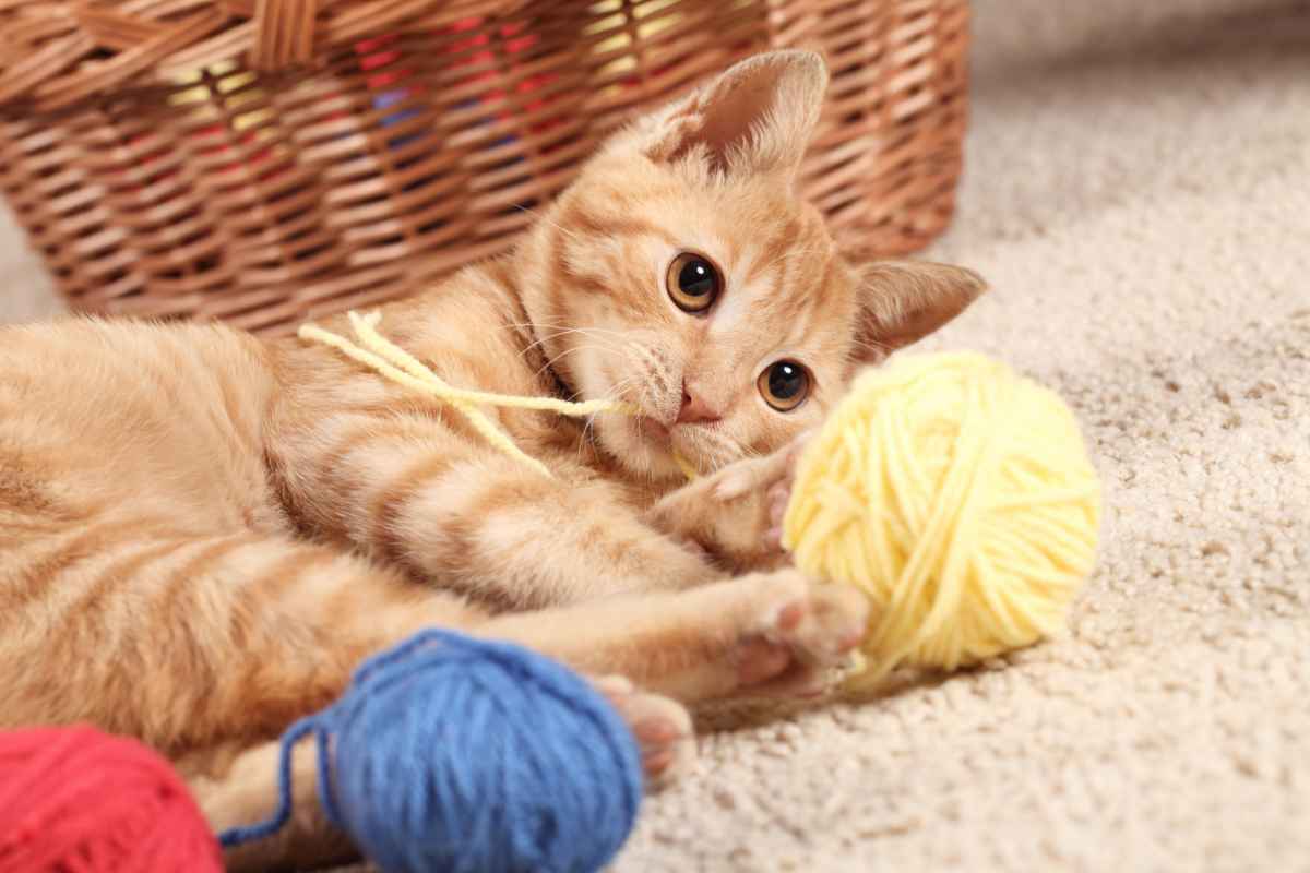 gatto gioca con gomitoli