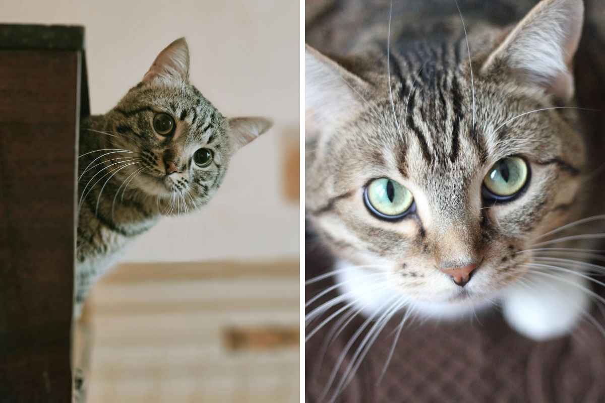 gatto curioso