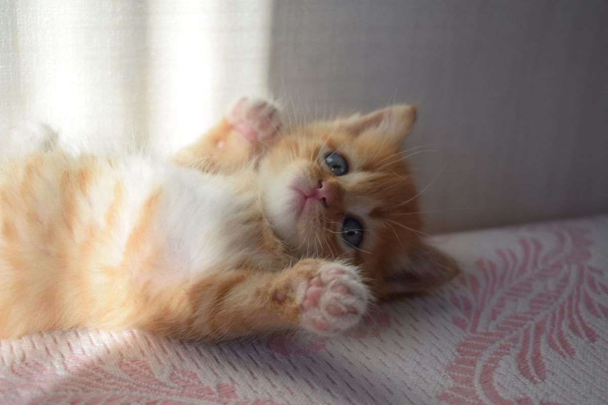 gattino