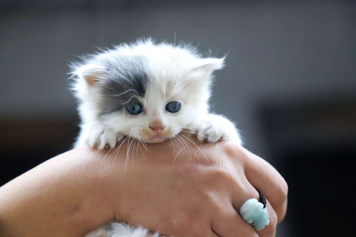 gattino