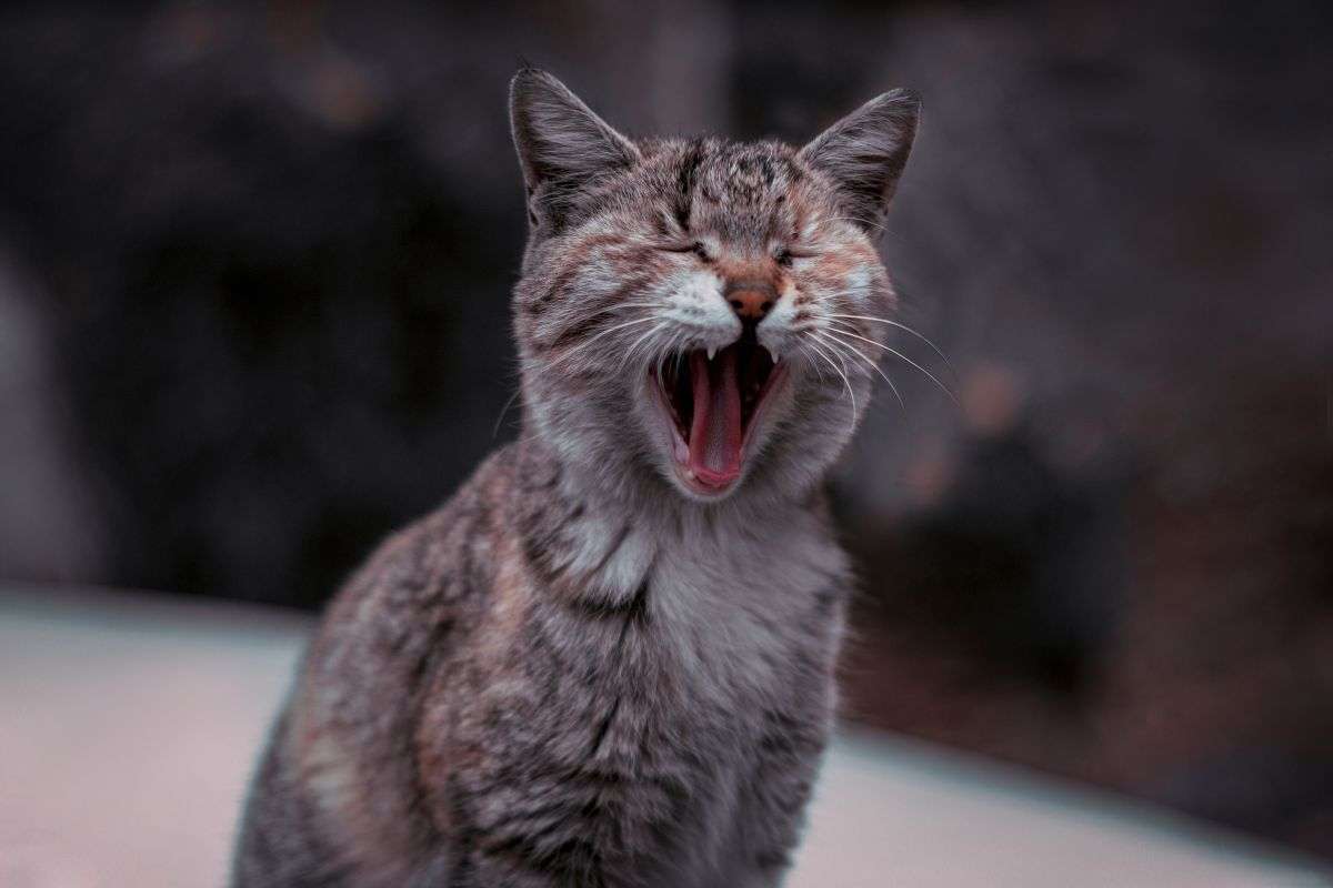 gatto sta male