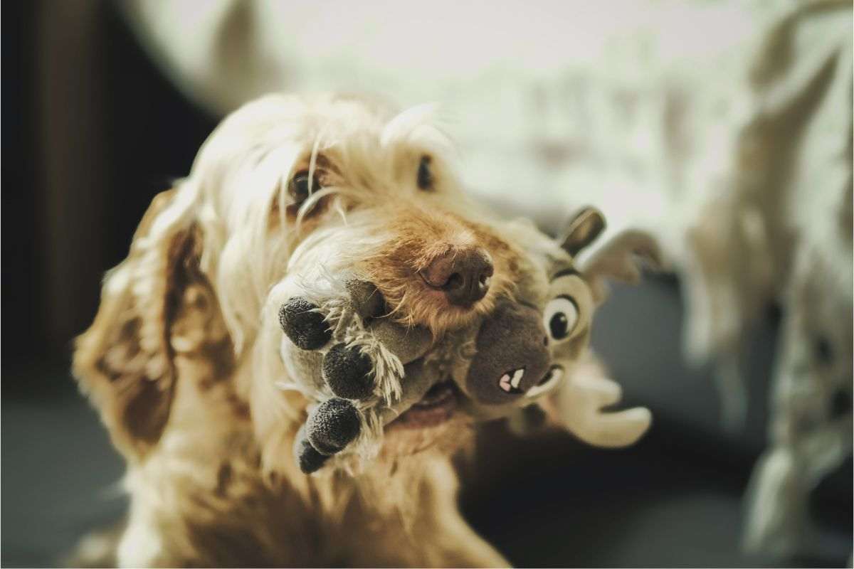 cane con peluche