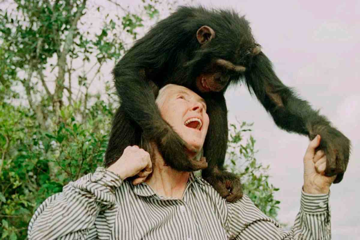jane goodall scimpazé
