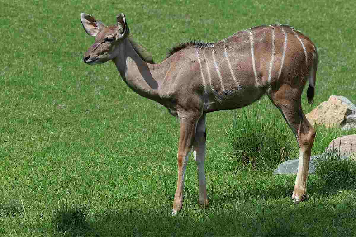 kudu