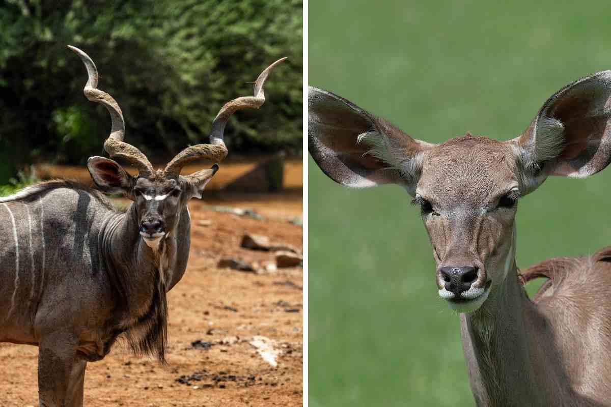 kudu