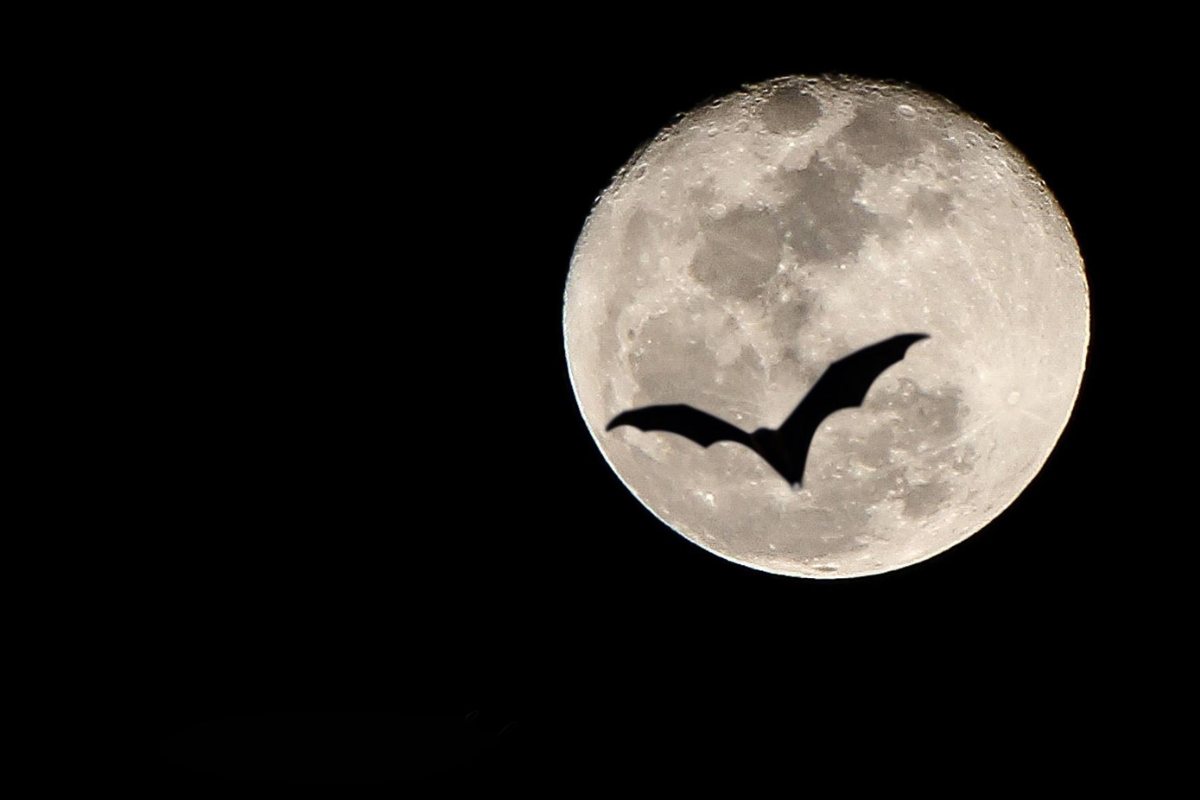 pipistrello luna