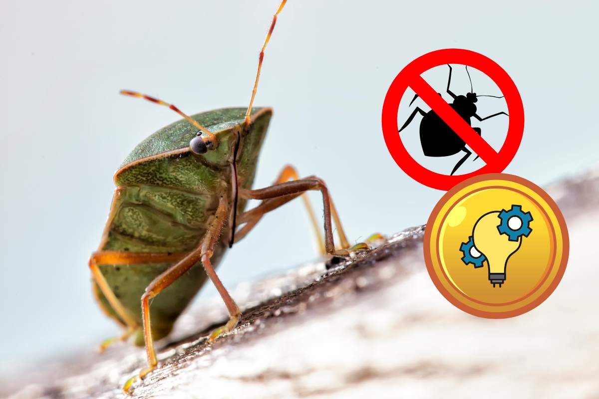 rimedi contro le cimici