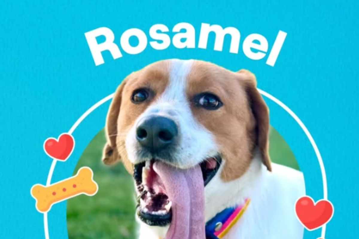 Cane scomparso