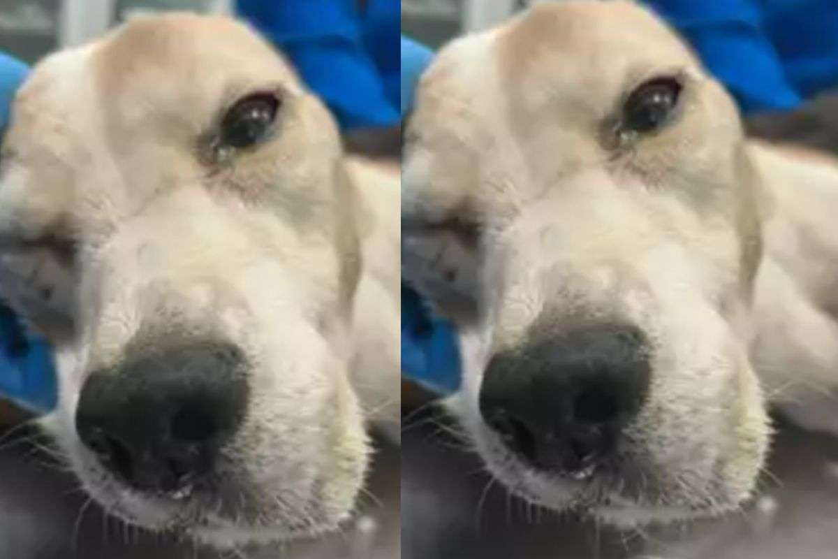 Cane abbandonato