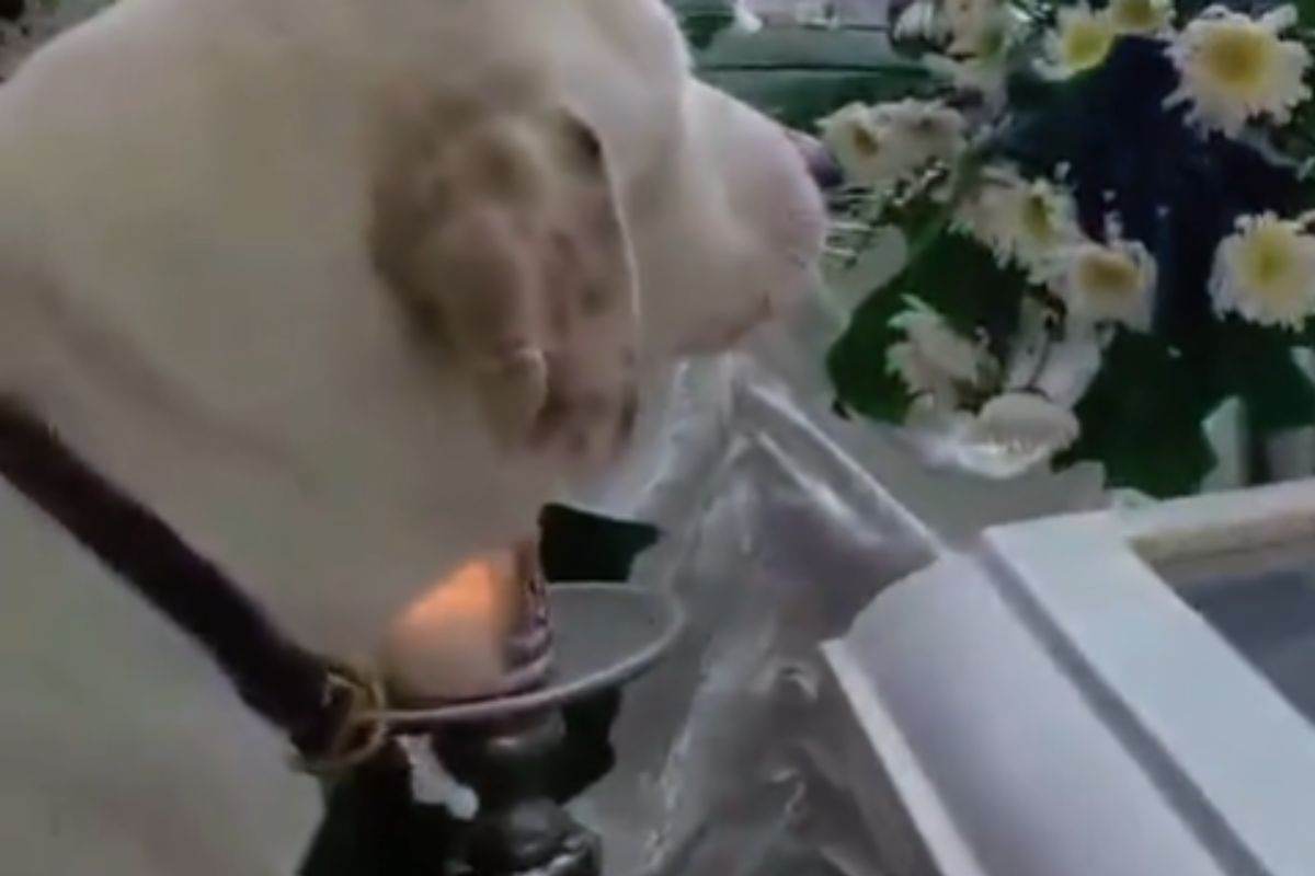 Cane accanto alla bara