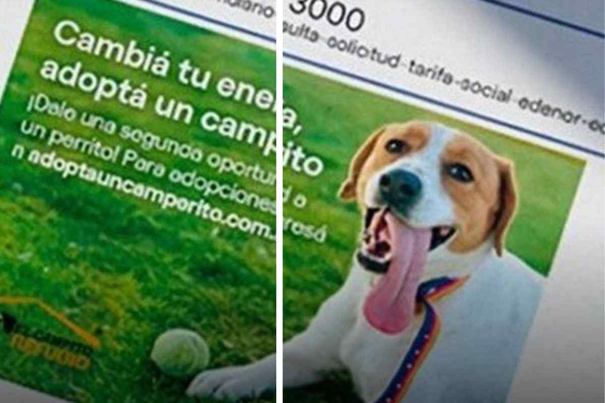 Cane sulla bolletta della luce