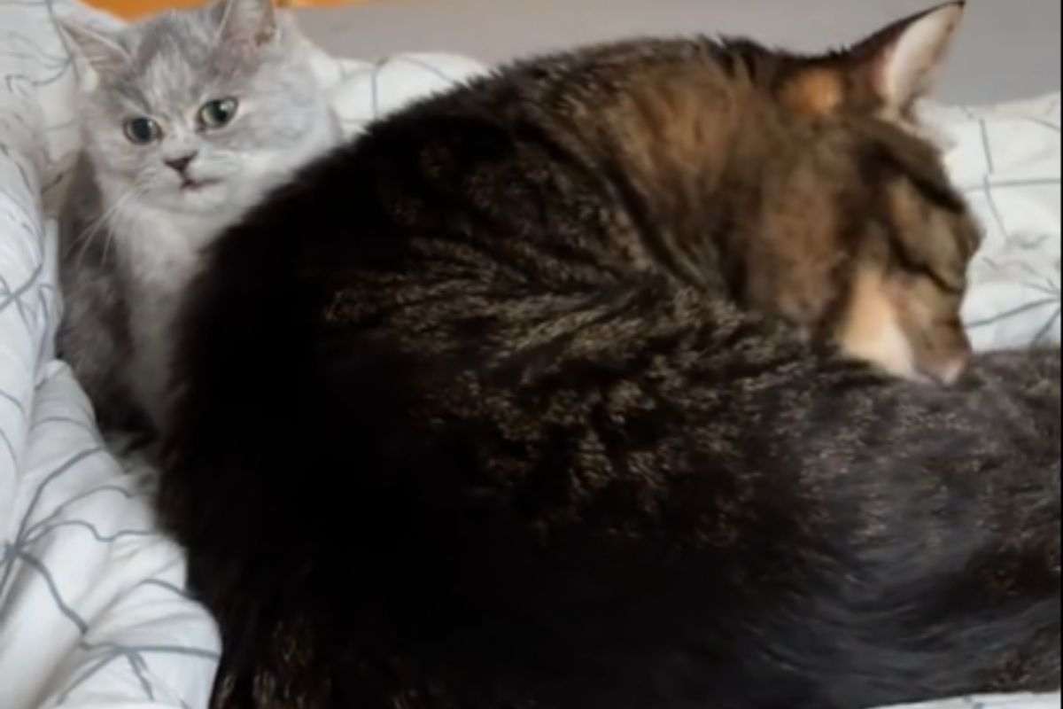 Gatta piccola