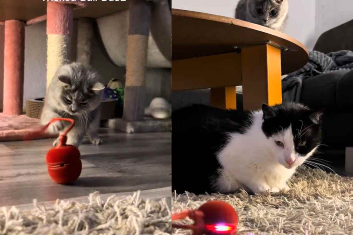Gatto piccolo