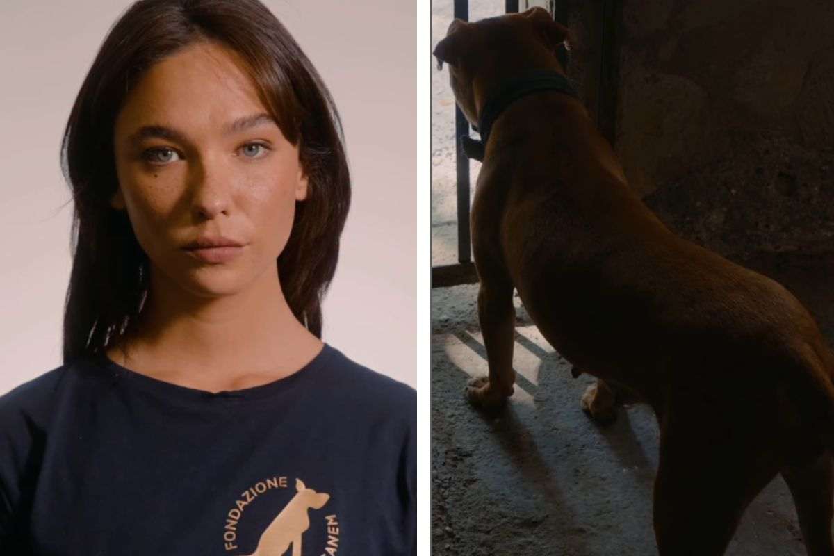 De Angelis e il cane Pitbull