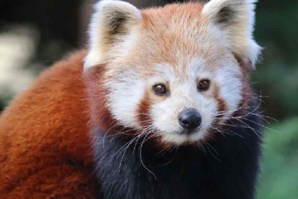 Panda Suri
