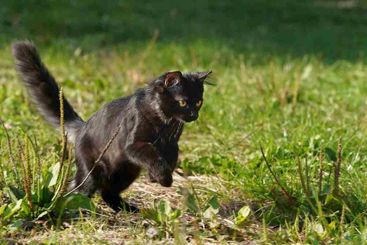 gatto nel prato