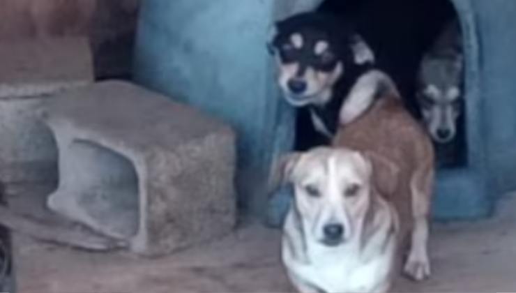 cagnolini salvati