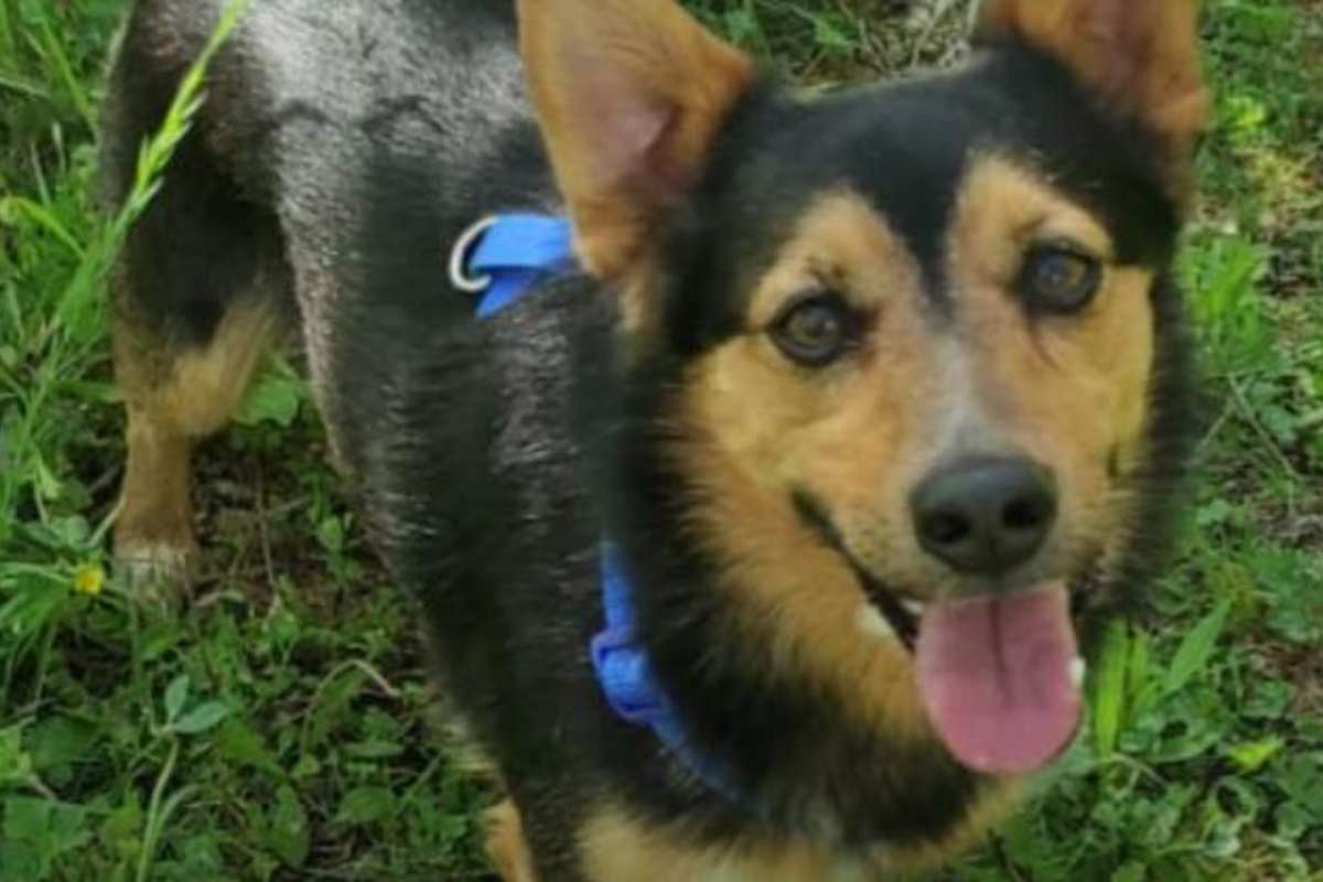 cagnolino ucciso