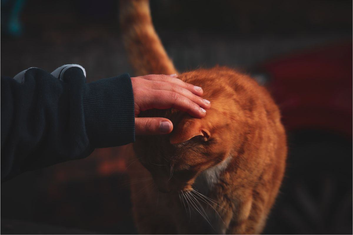 coccole al gatto