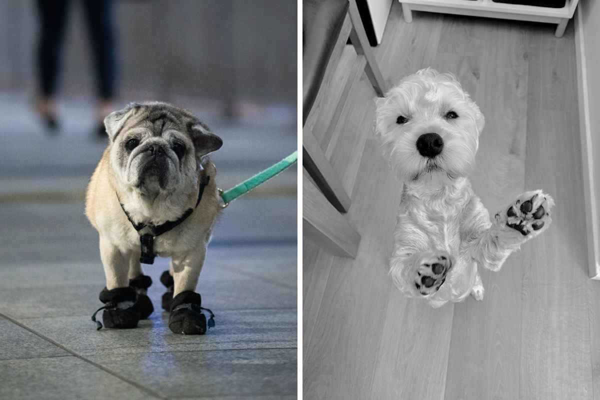 accessori per cani