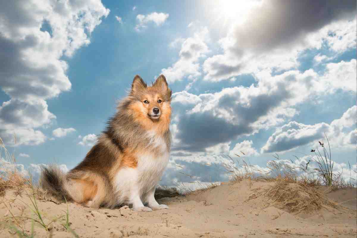 sognare un cane
