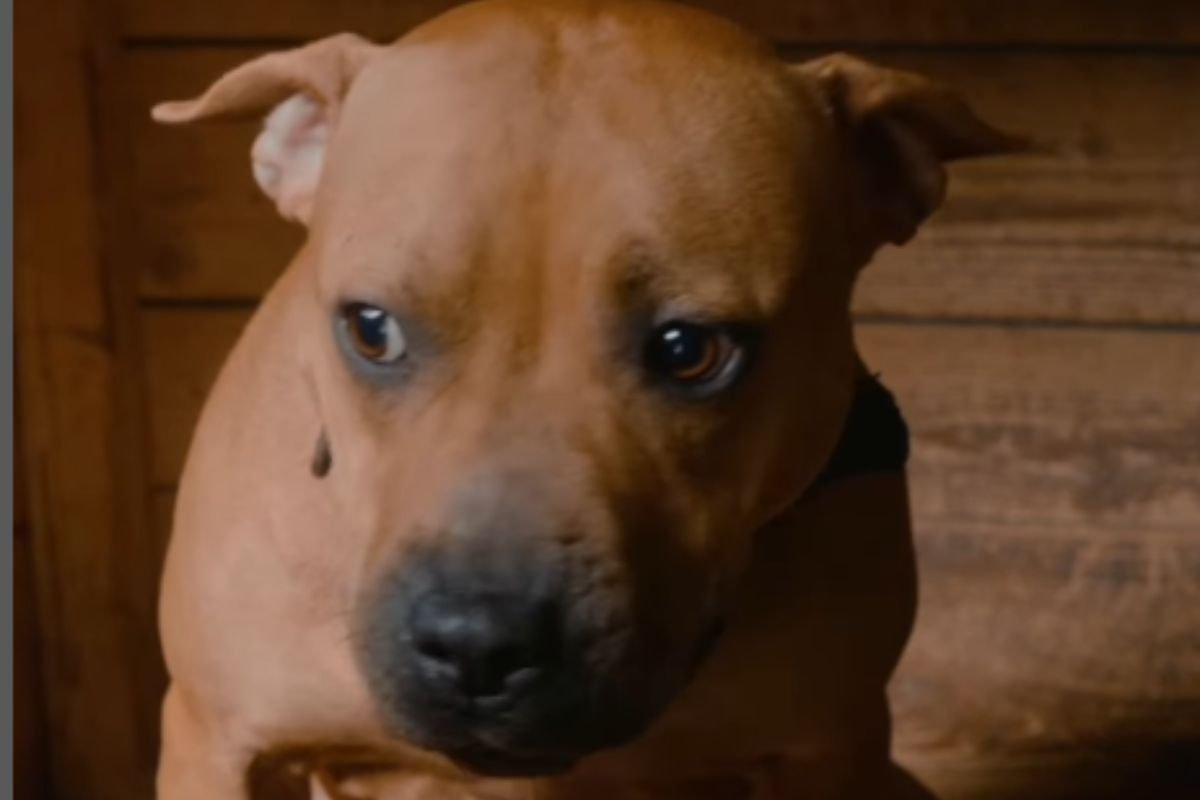 Pibull