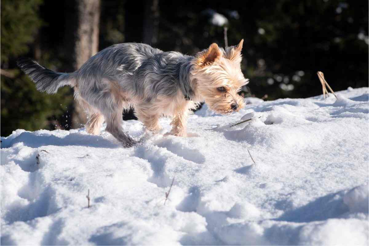 cane in montagna