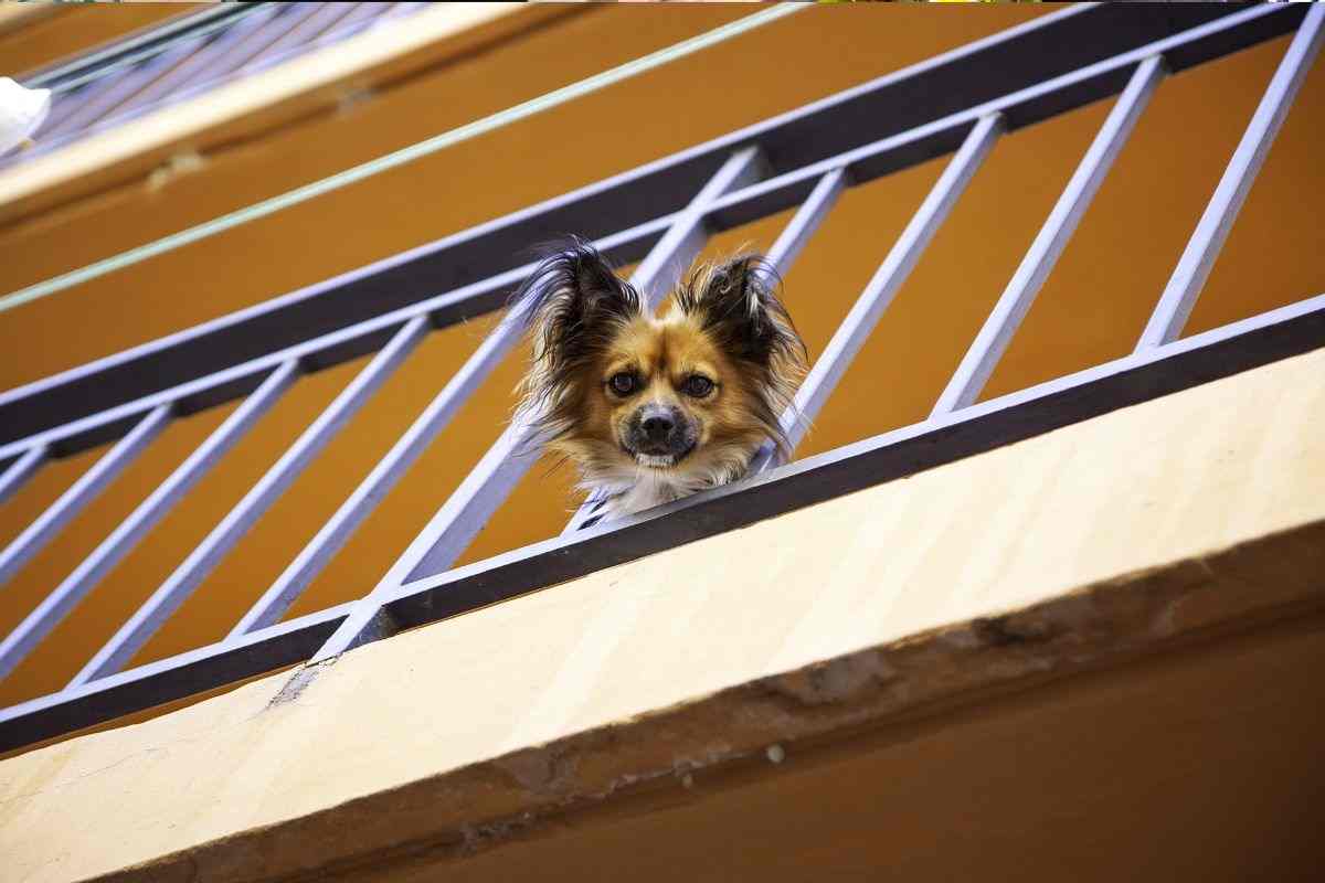 cane ringhiera