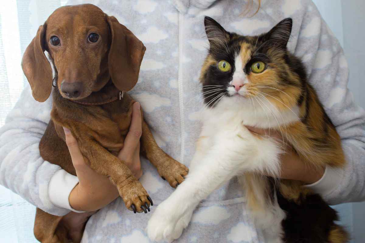 cane e gatto