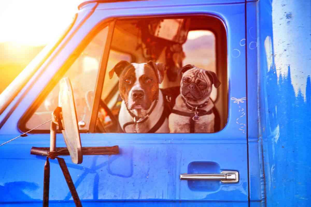 cani in camion