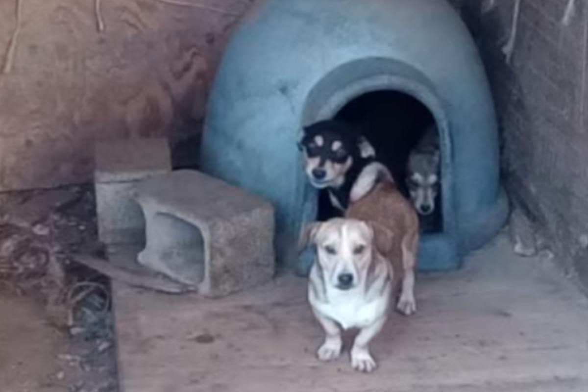 cagnolini salvati