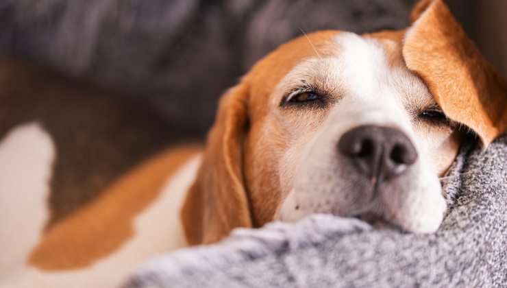 cagnolina Beagle