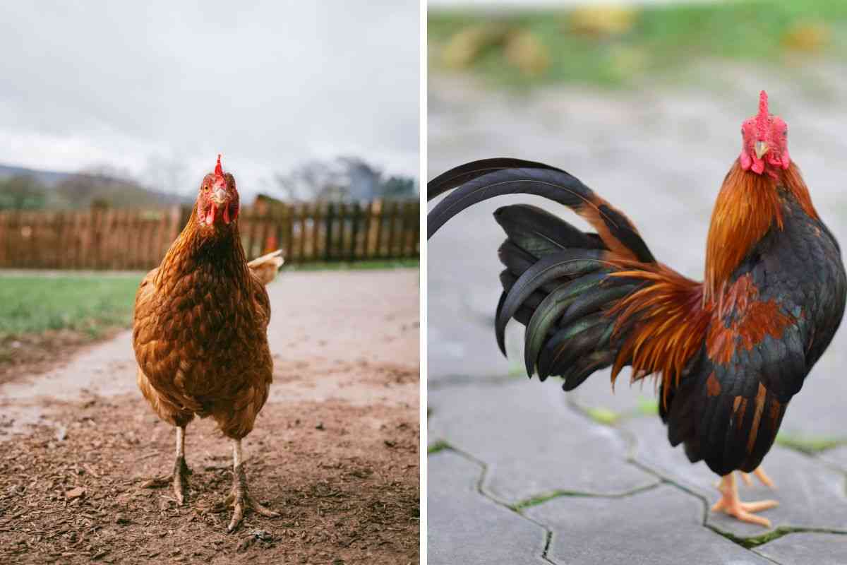 galline a terra