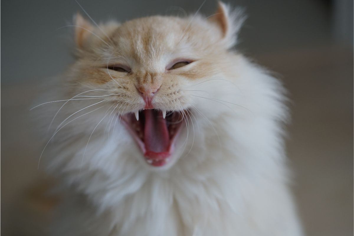 gatto malato
