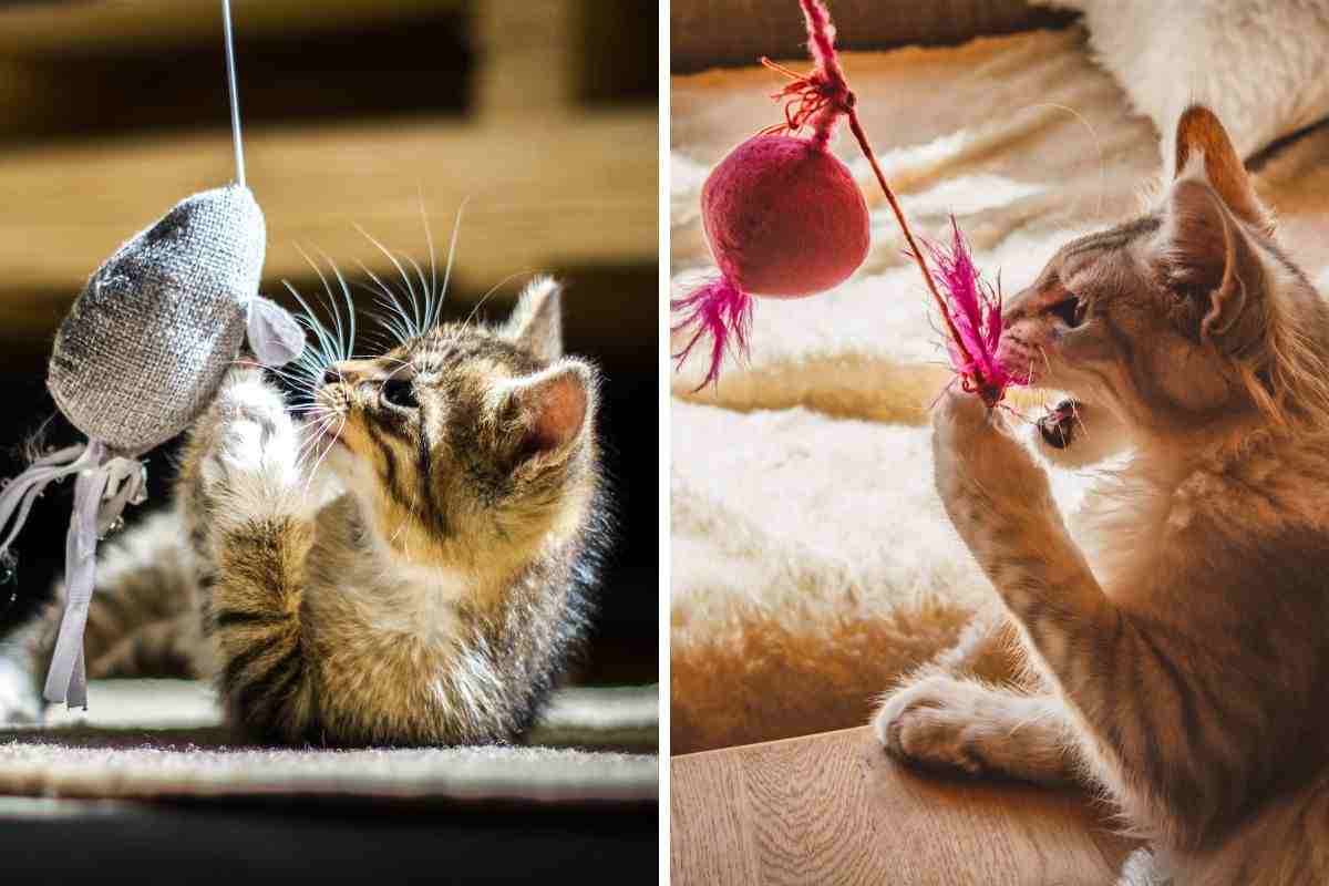 gatto e giochi