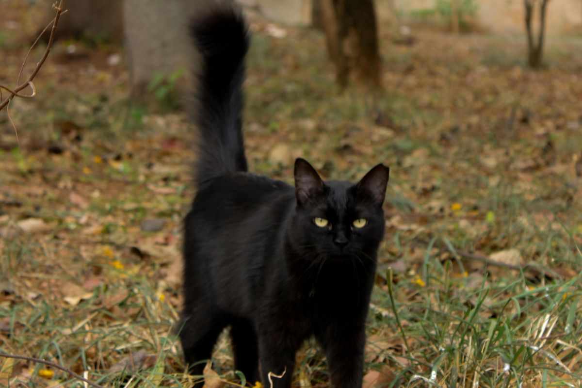gatto nero 