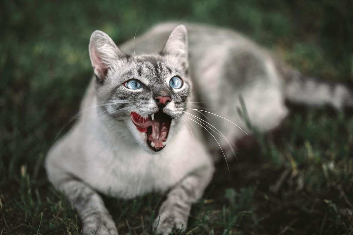 gatto in agguato 