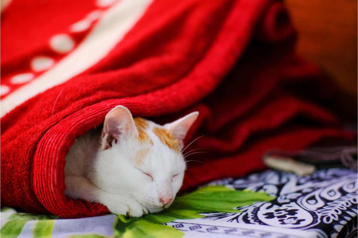 gatto infreddolito