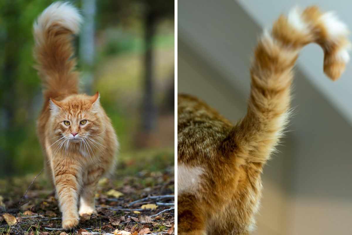 coda gonfia del gatto