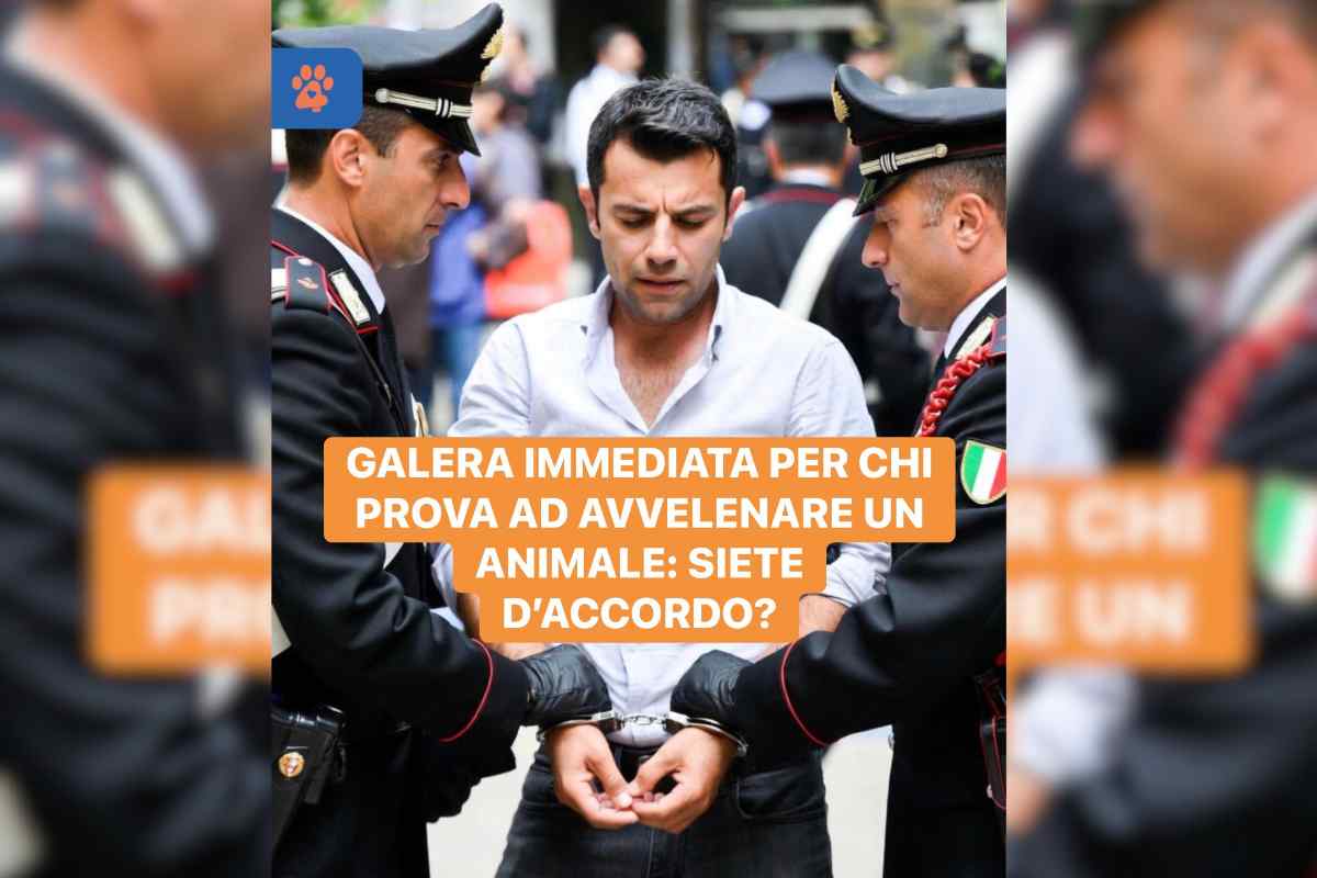 carabinieri che arrestano un uomo e scritta
