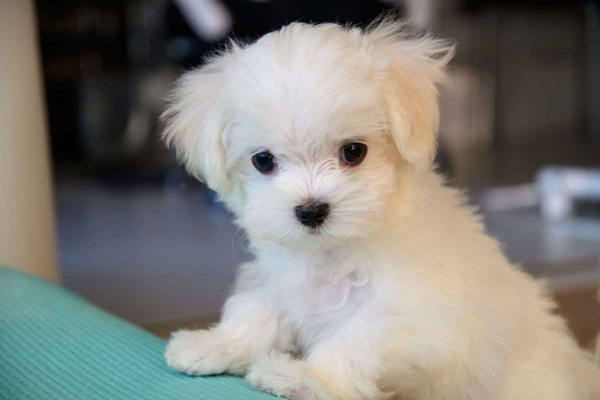 maltese
