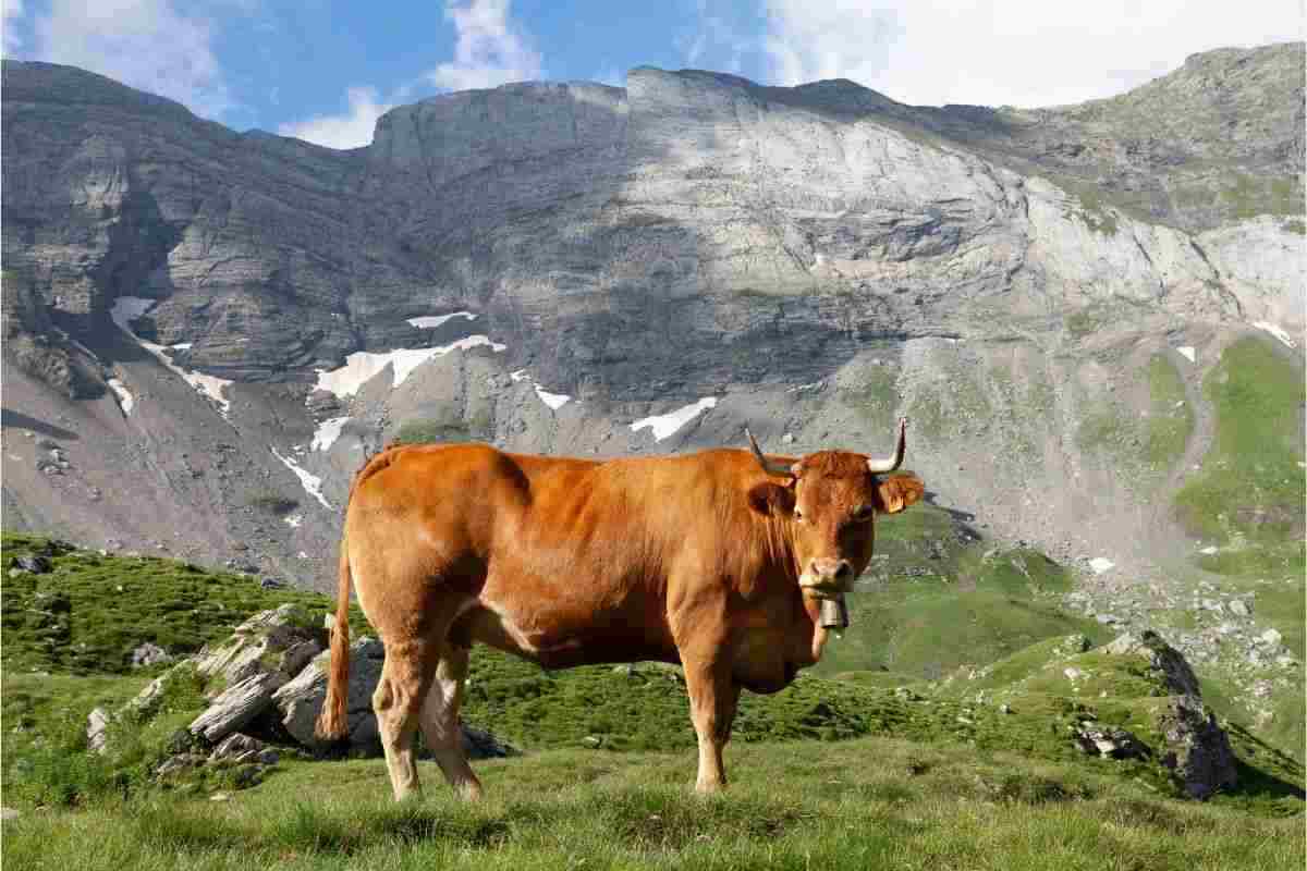 mucca