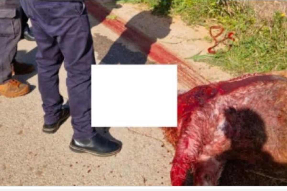 tracce di sangue in strada