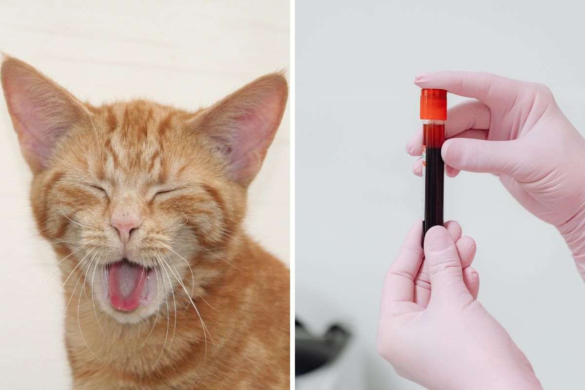 gatto ammalato