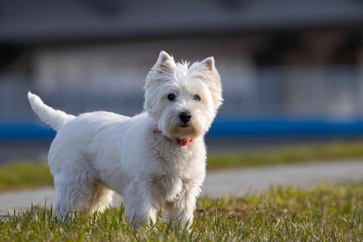 west highland white terrier