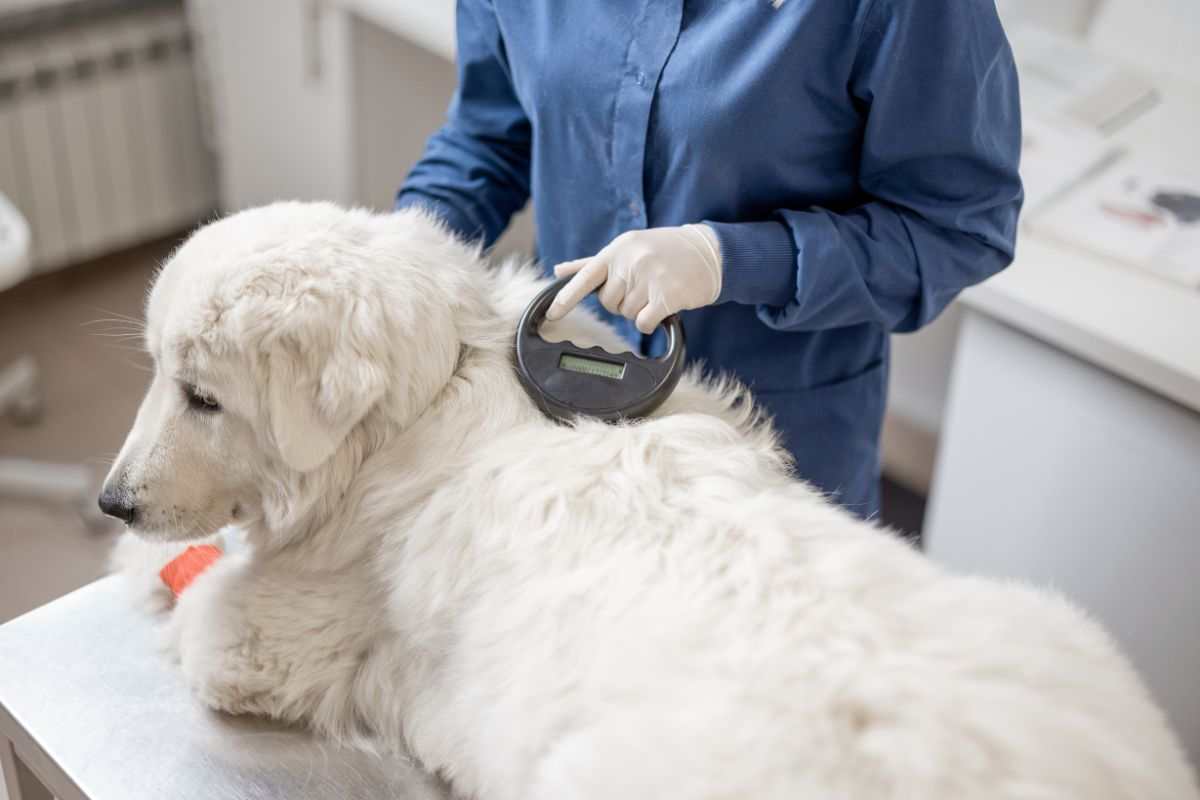 Microchip al cane
