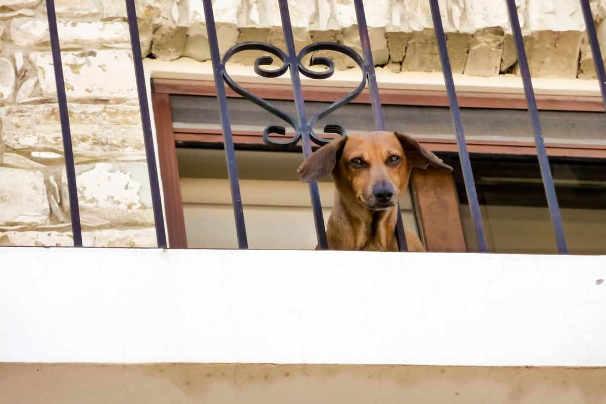Cane all'esterno
