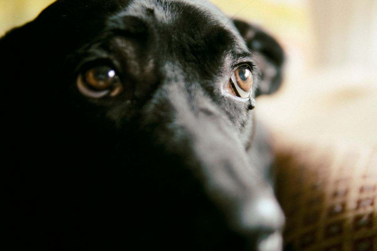 Cane maltrattato