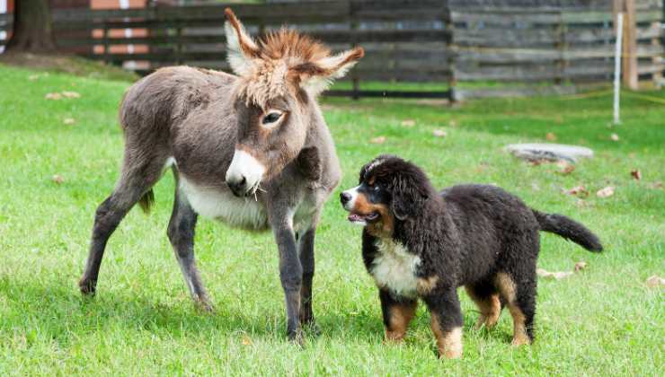 asinello e cane