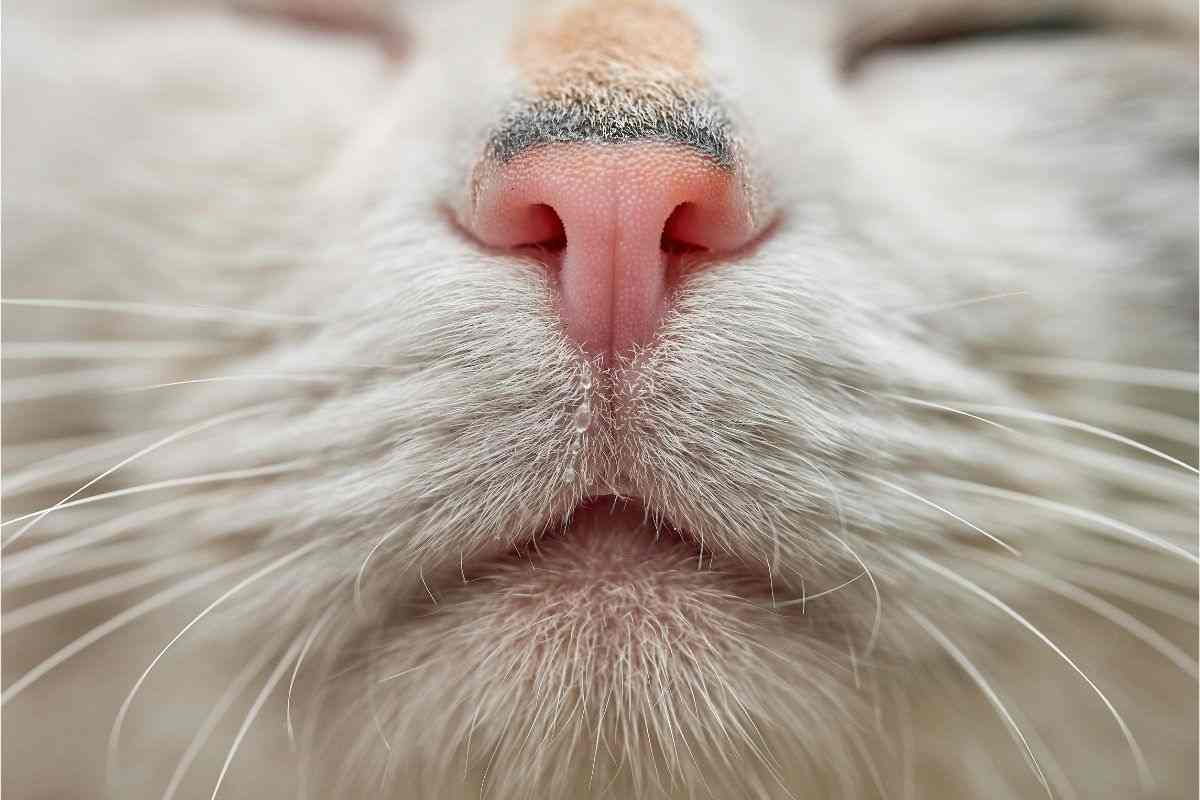 gatto e i suoi baffi